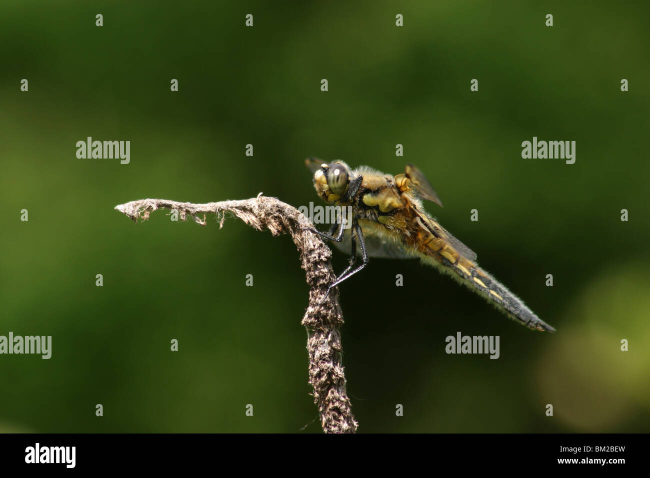 Vierflecklibelle / dragonfly Stock Photo