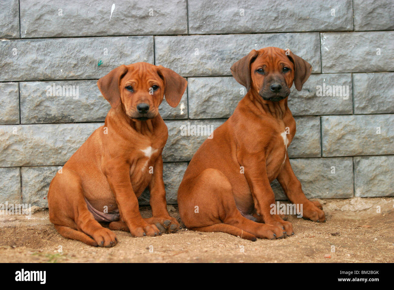 Rhodesian Ridgeback Welpe / Puppy Stock Photo