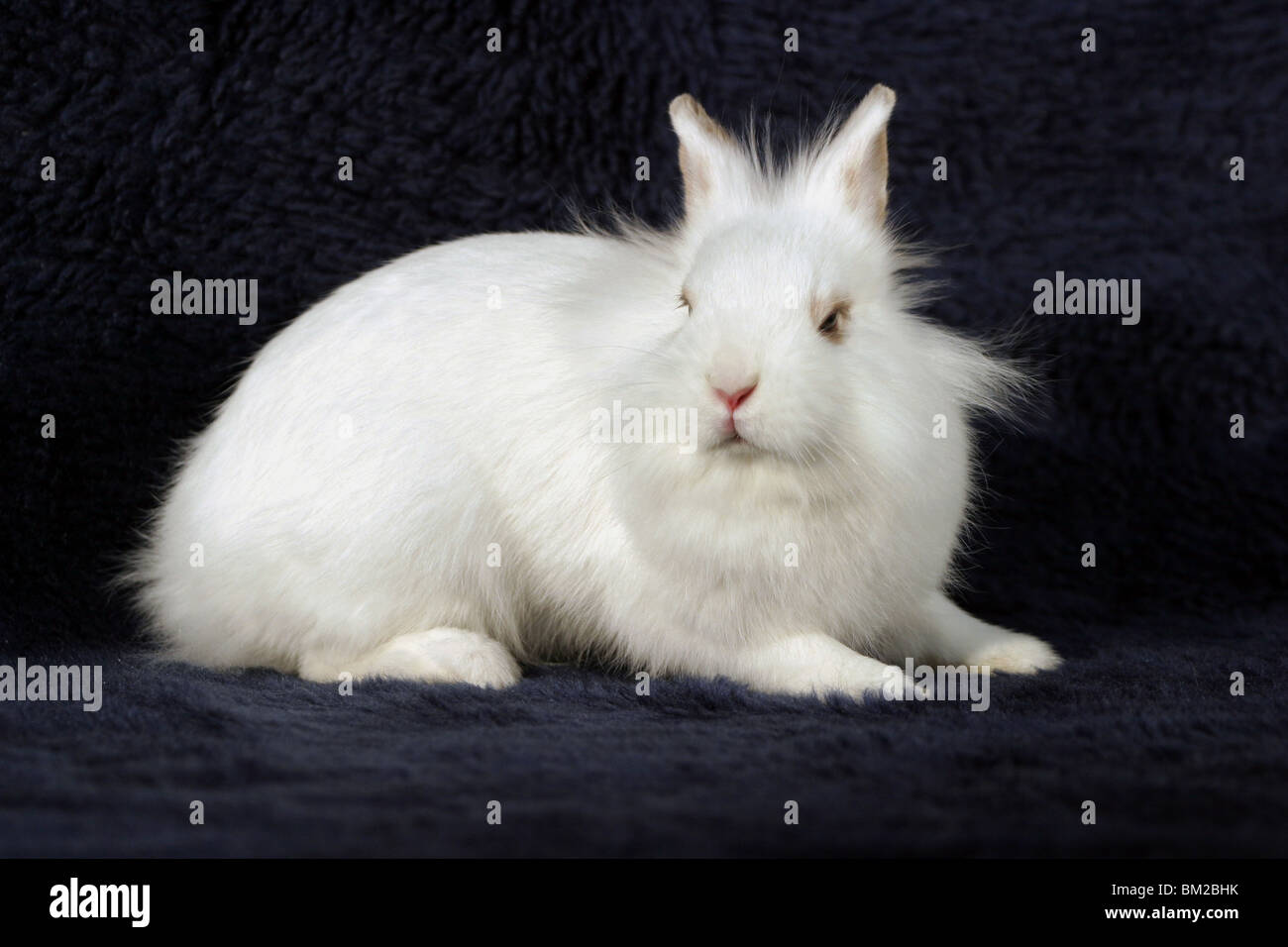 Löwenköpfchen / bunny Stock Photo