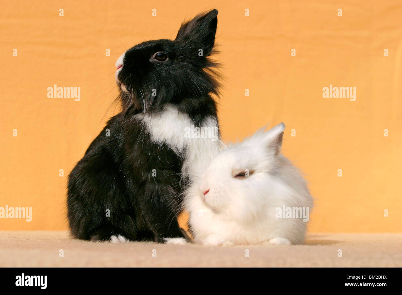 Löwenköpfchen / bunnies Stock Photo