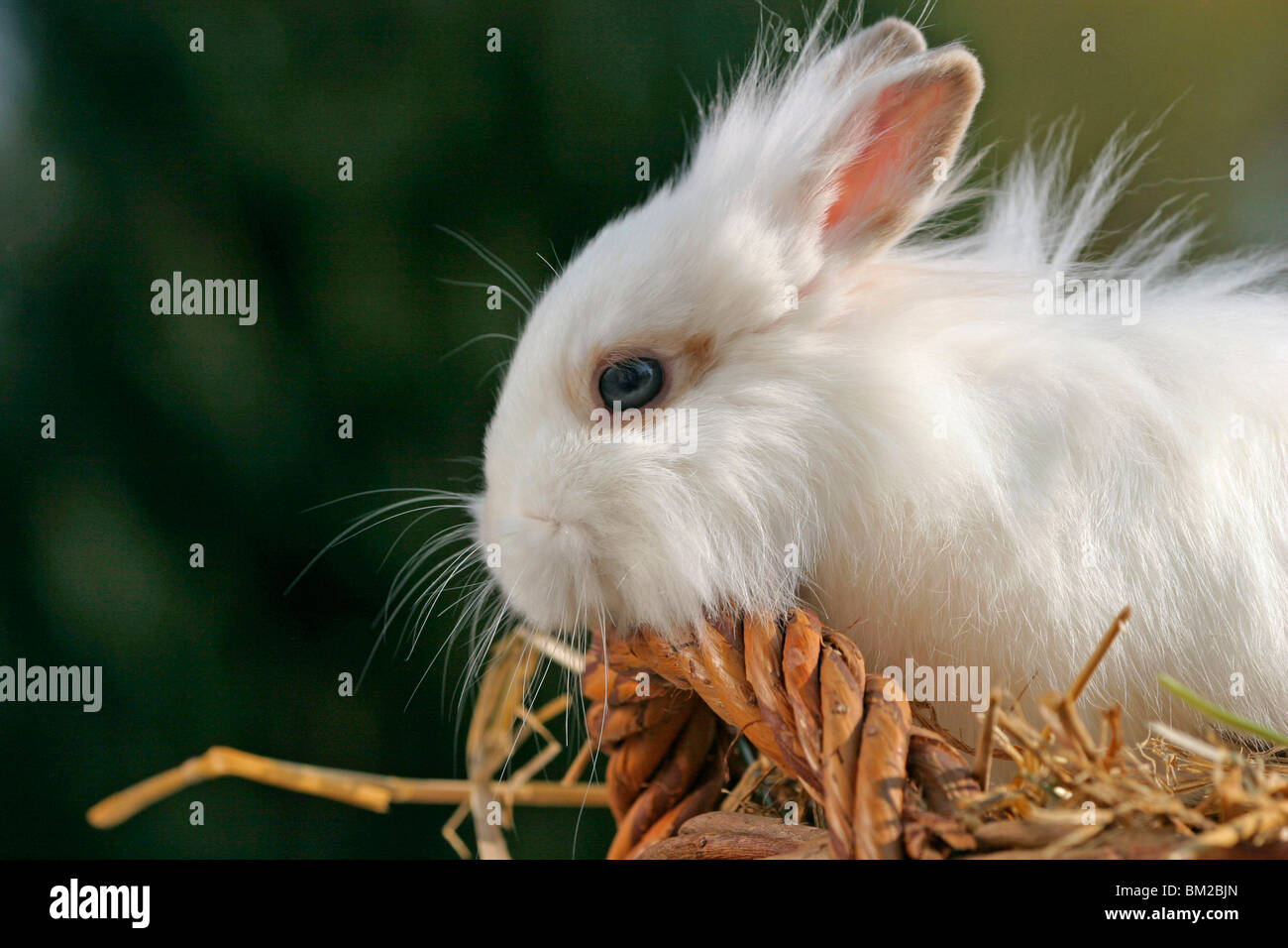 Löwenköpfchen / bunny Stock Photo