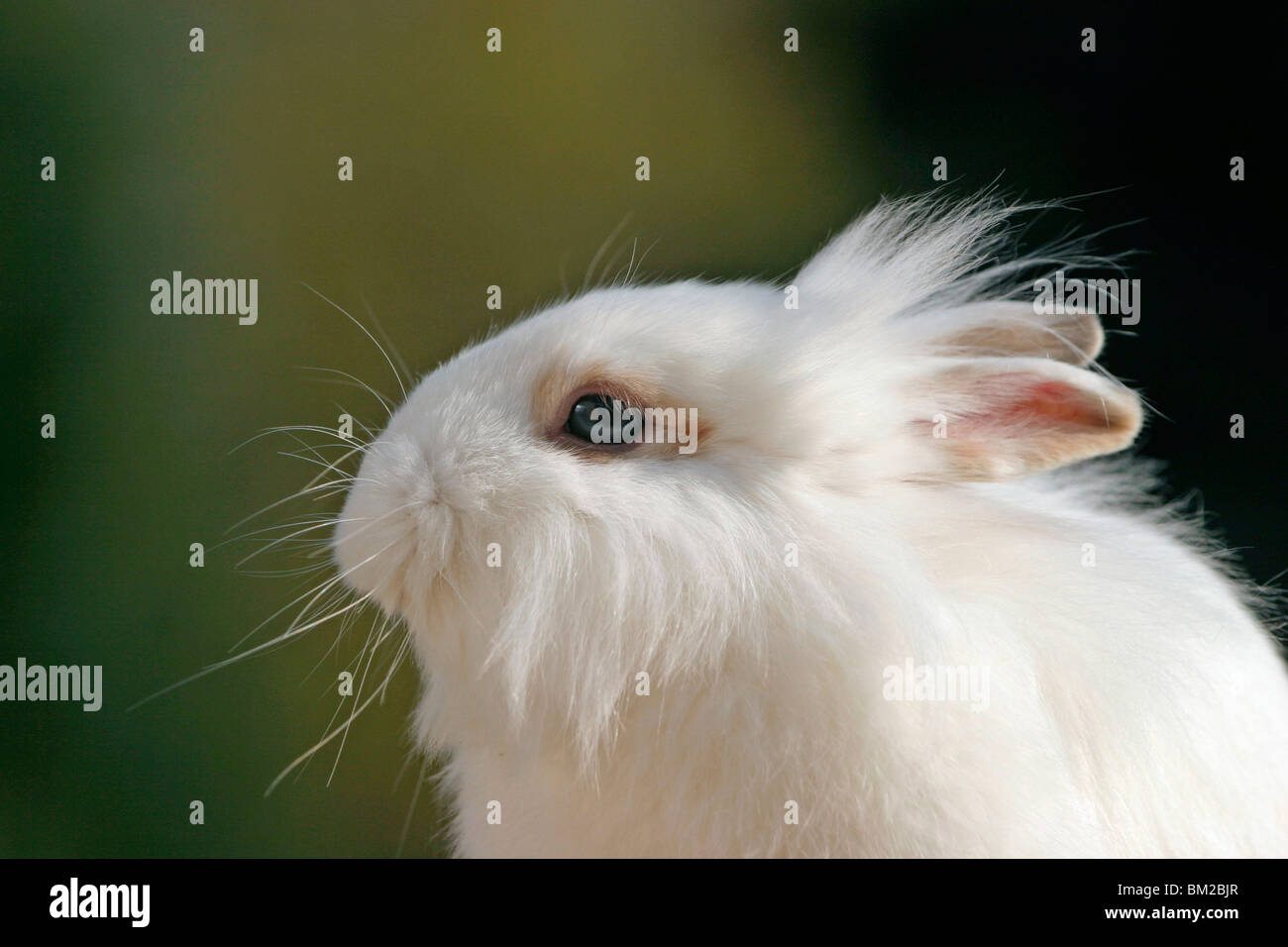 Löwenköpfchen / bunny Stock Photo