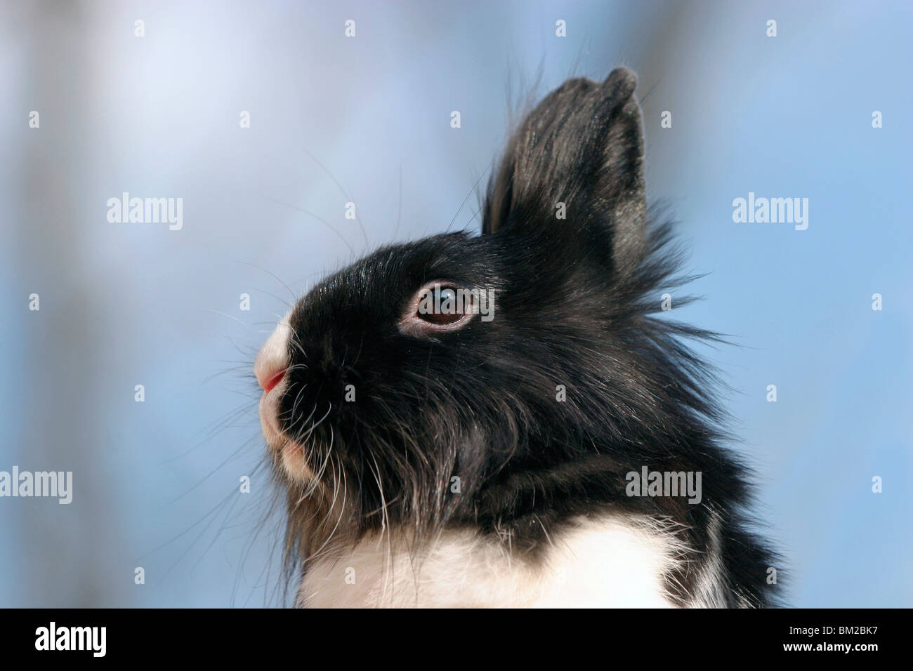 Löwenköpfchen / bunny Stock Photo