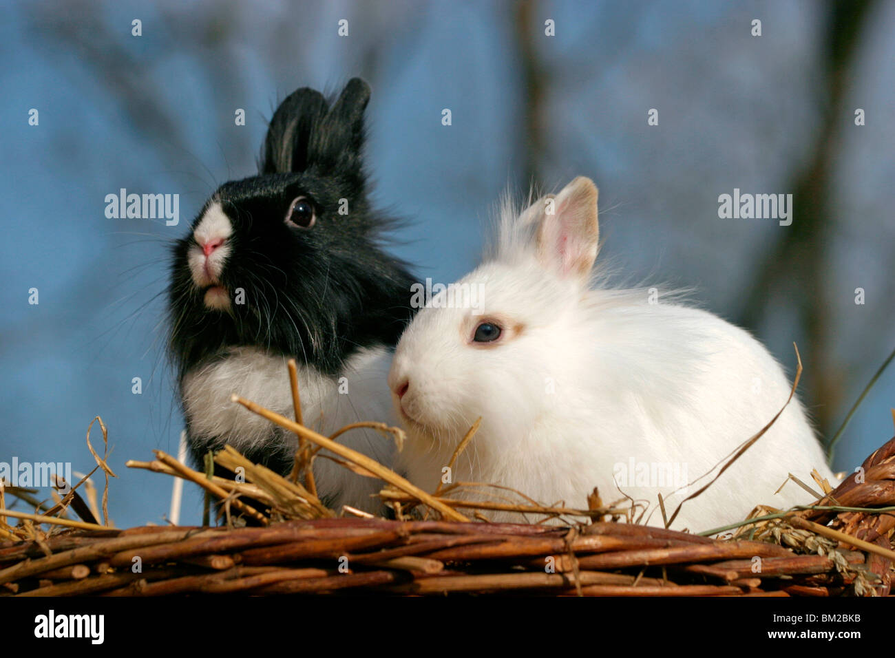 Löwenköpfchen / bunnies Stock Photo