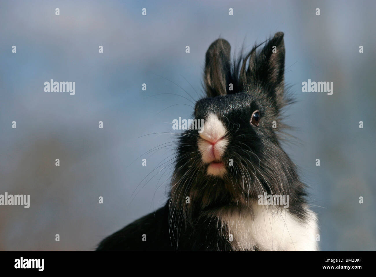 Löwenköpfchen / bunny Stock Photo