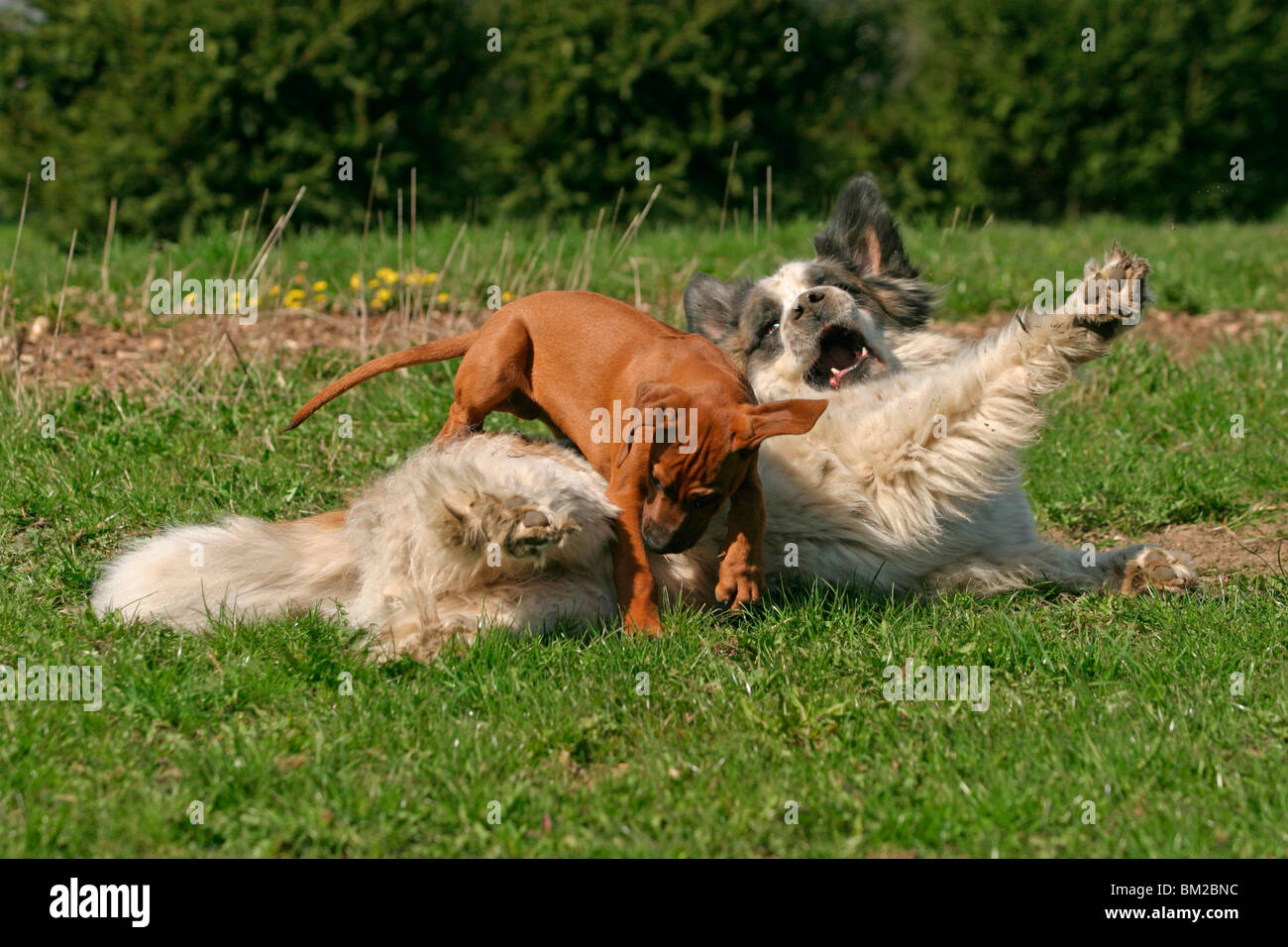 Rhodesian Ridgeback & Moskauer Wachhund / Moscow Watchdog Stock Photo