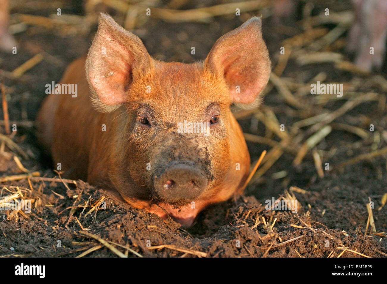 Schwein / pig Stock Photo