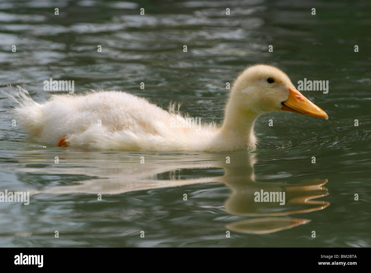 Grundelenten hires stock photography and images Alamy