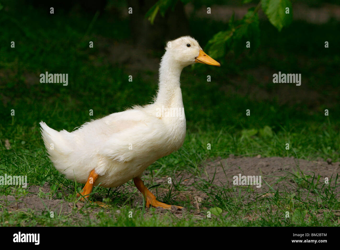 weiße Ente / white duck Stock Photo