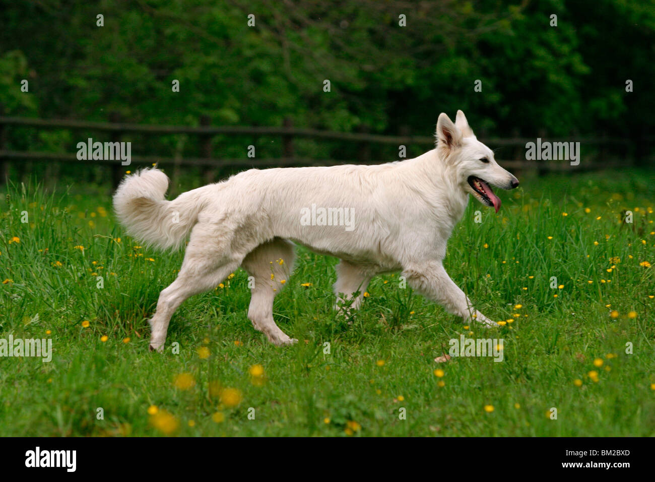 Weißer schäferhund hi-res stock photography and images - Alamy