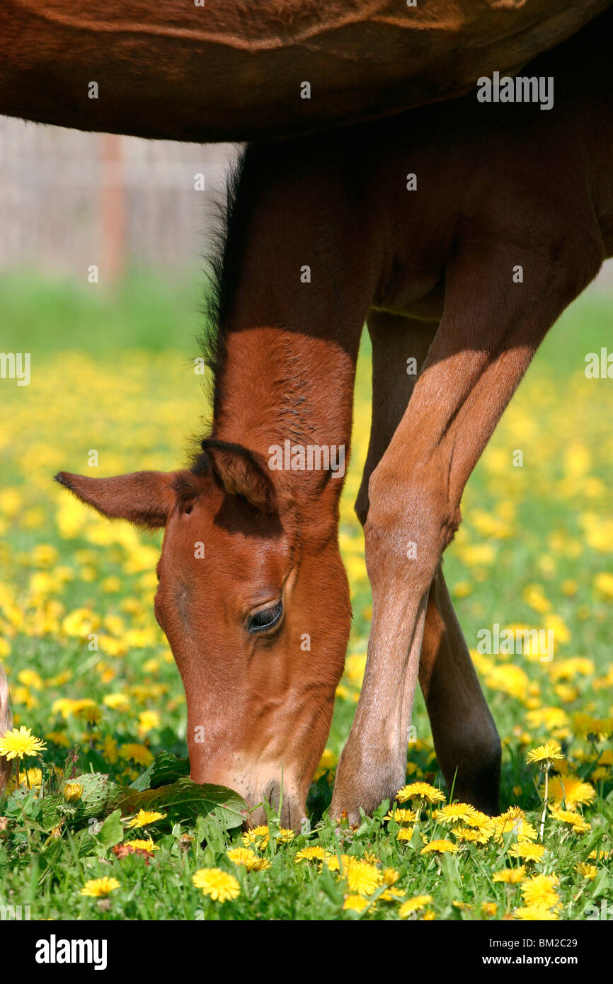 grasendes Fohlen / grazing foal Stock Photo