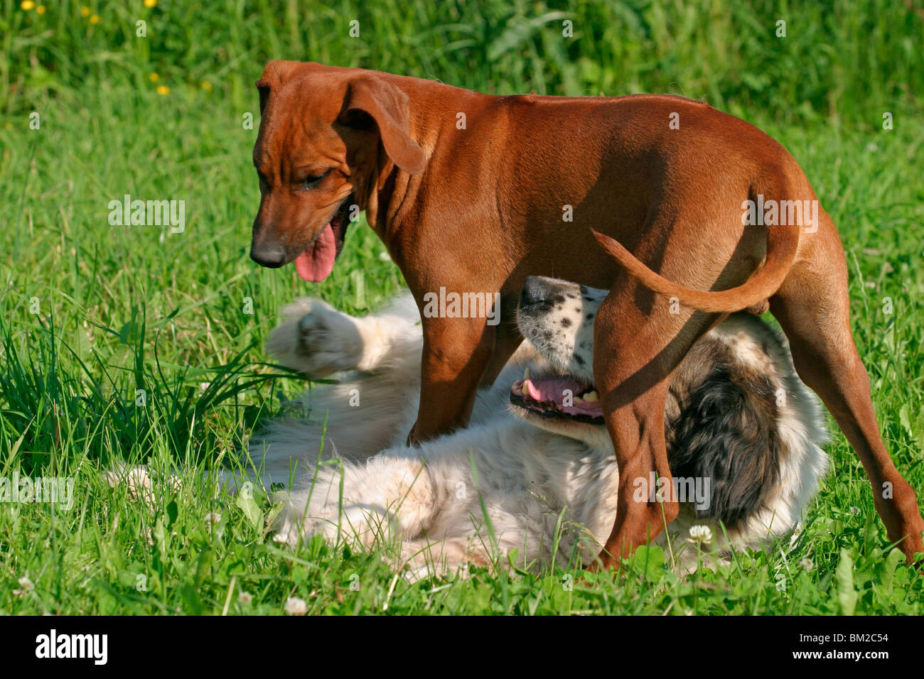 Rhodesian Ridgeback & Moskauer Wachhund / Moscow Watchdog Stock Photo