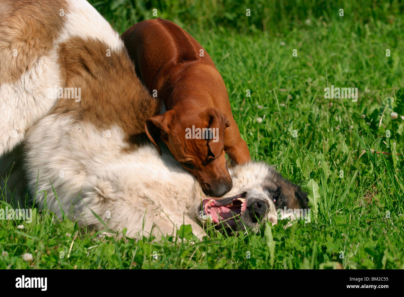 Rhodesian Ridgeback & Moskauer Wachhund / Moscow Watchdog Stock Photo