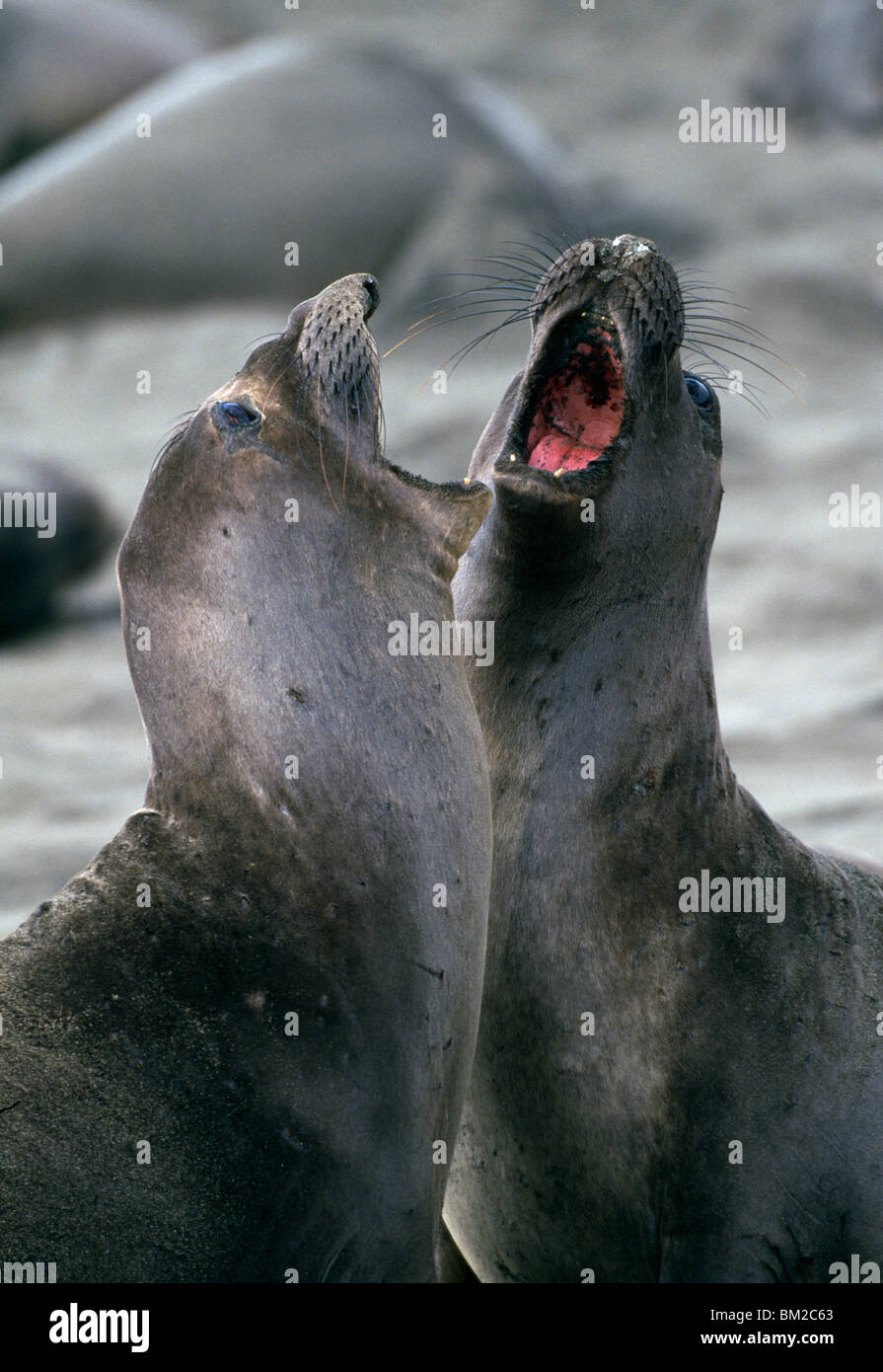 Pair of Elephant seals barking Stock Photo Alamy