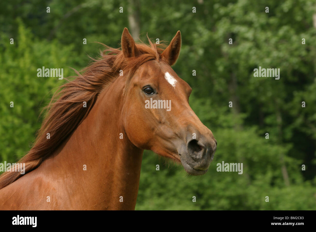 Morgan Cheval Morgan Horse Portrait Stock Photo - Alamy