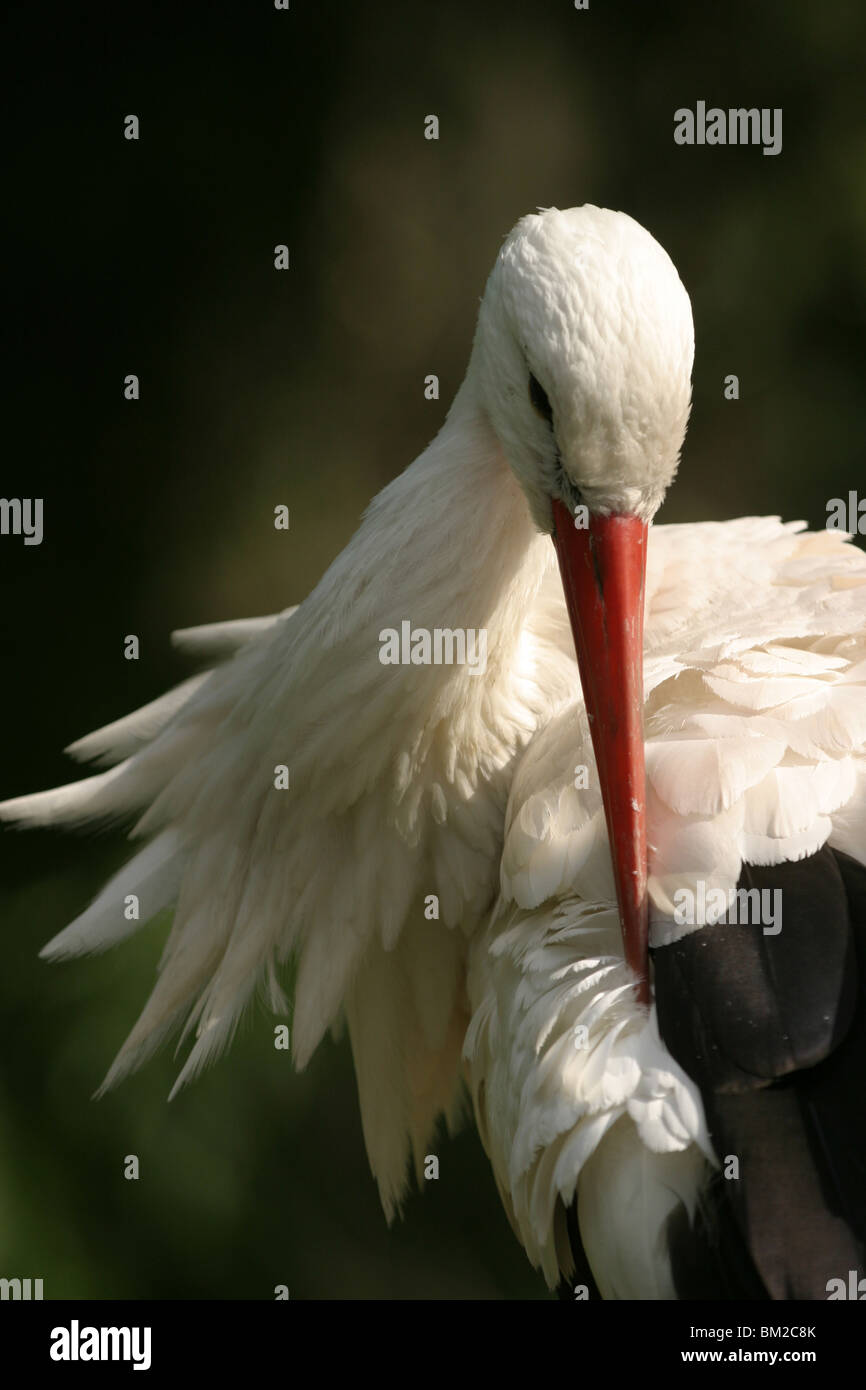 Storch putzt sich / cleaning stork Stock Photo