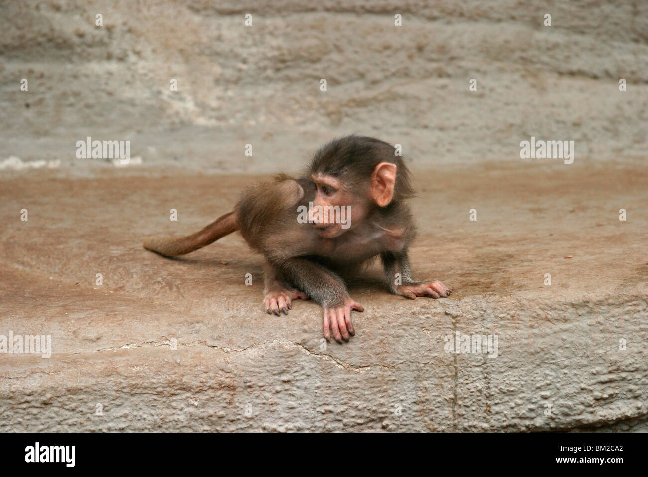 Mantelpavian / baboon  Stock Photo
