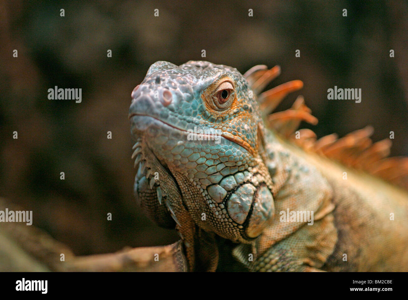 grüner Leguan im Portrait / Iguana Portrait Stock Photo