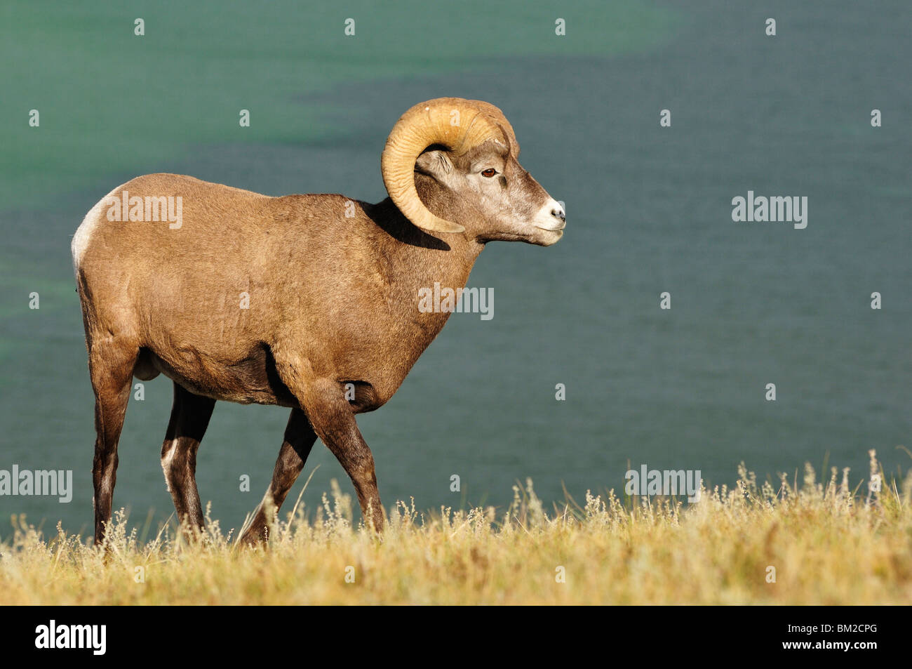 Bighorn Sheep, Jasper National Park, Alberta, Canada Stock Photo