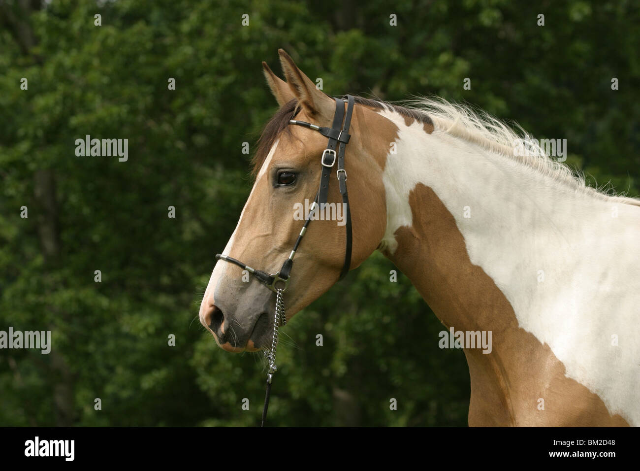 Araberpaint Portrait / horse head Stock Photo