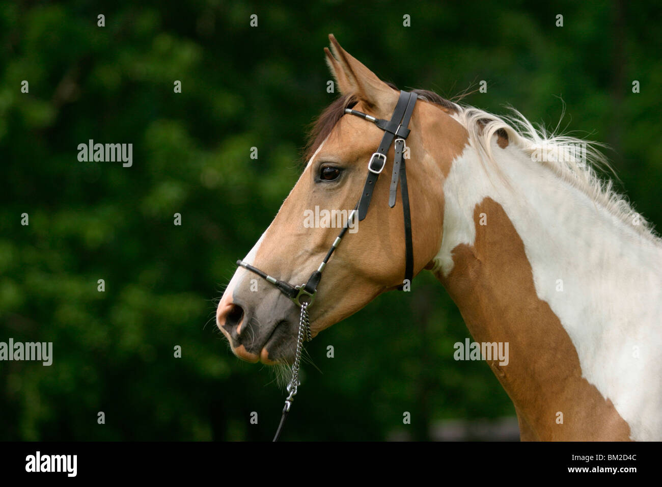 Araberpaint Portrait / horse head Stock Photo
