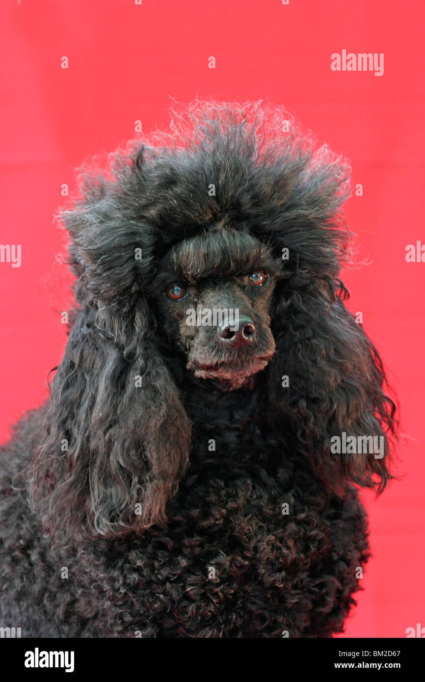 Pudel / Poodle Portrait Stock Photo