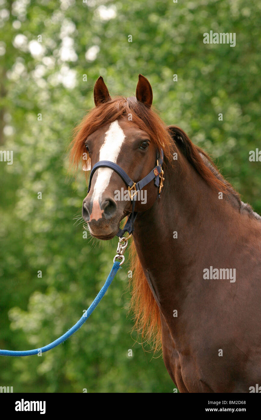 Morgan Horse Hengst / Morgan horse stallion Stock Photo