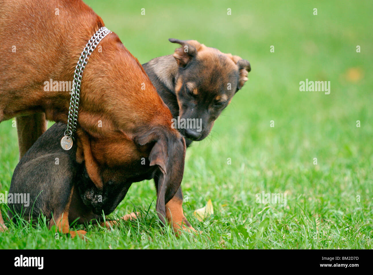 Hund beschnuppern Welpen / dog is snuffling the puppy Stock Photo