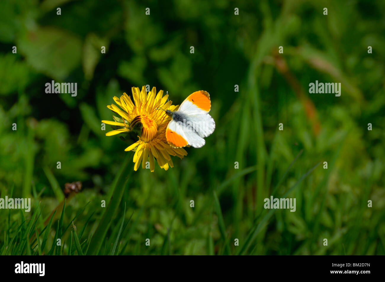 Orange tip anthocharis cardamines hires stock photography and images