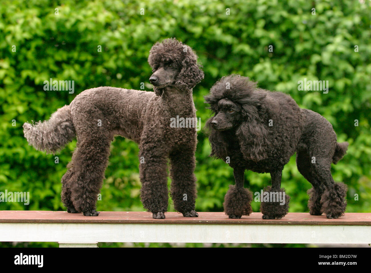 stehende Pudel / standing poodle Stock Photo