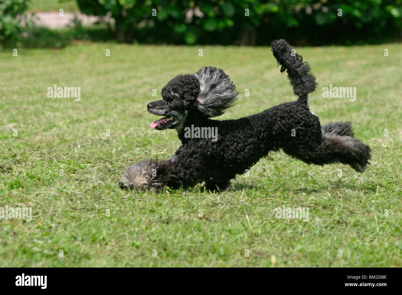 Pudel in Bewegung / poodle in action Stock Photo