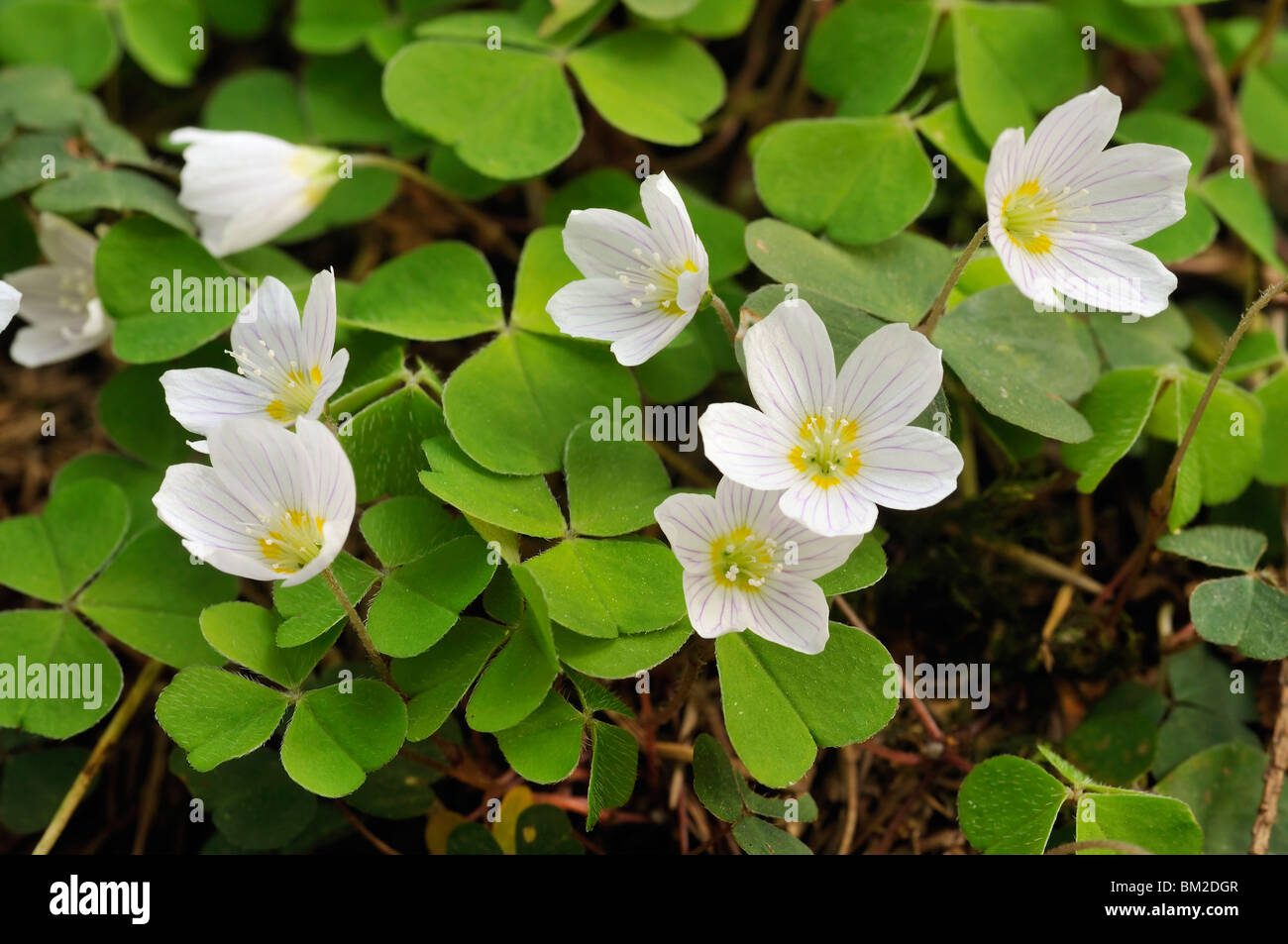 Wild Sorrel Uk High Resolution Stock Photography And Images Alamy