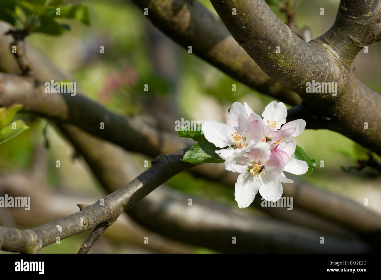 Orleans Reinette apple blooming in the spring in an orchard. Stock Photo