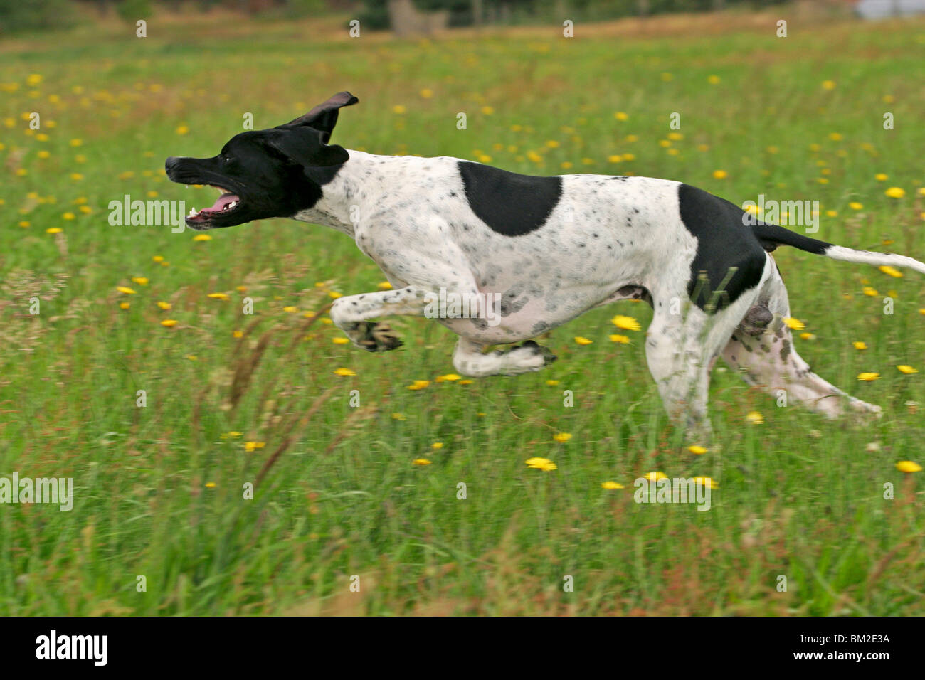English pointer dog running in hi-res stock photography and images - Alamy