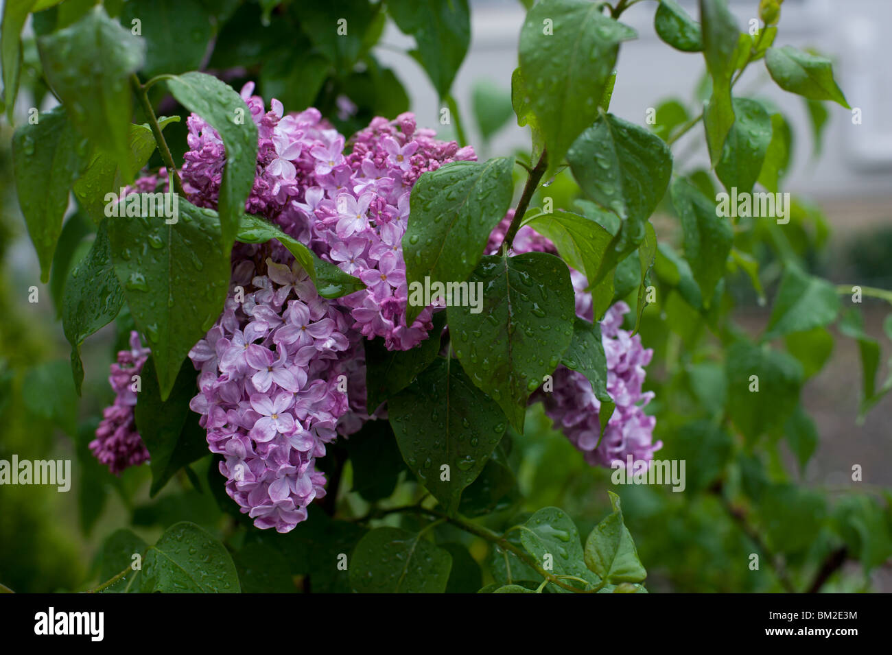 Light purple lilacs (Syringa vulgaris) blooming on a rainy day. Stock Photo
