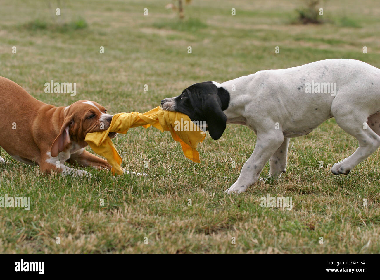 spielende Pointerwelpen / playing pointer puppies Stock Photo