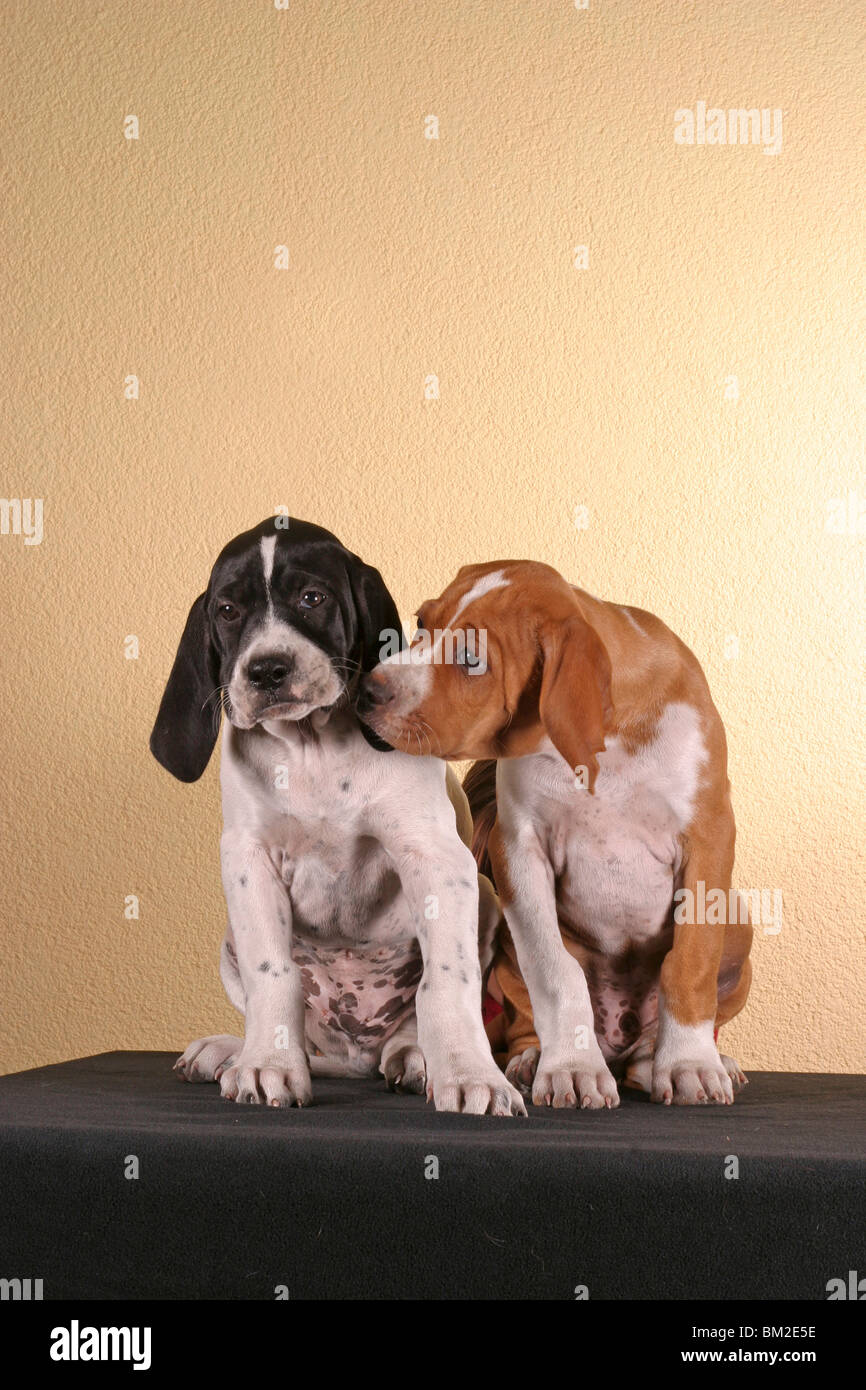 sitzende Pointerwelpen / sitting pointer puppies Stock Photo