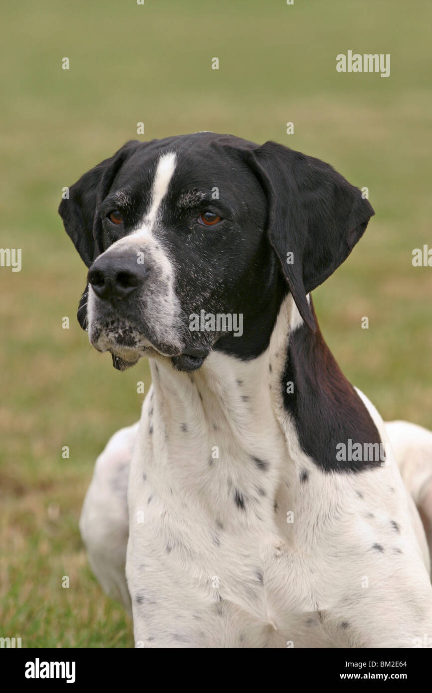 Pedigree black white english pointer hires stock photography and