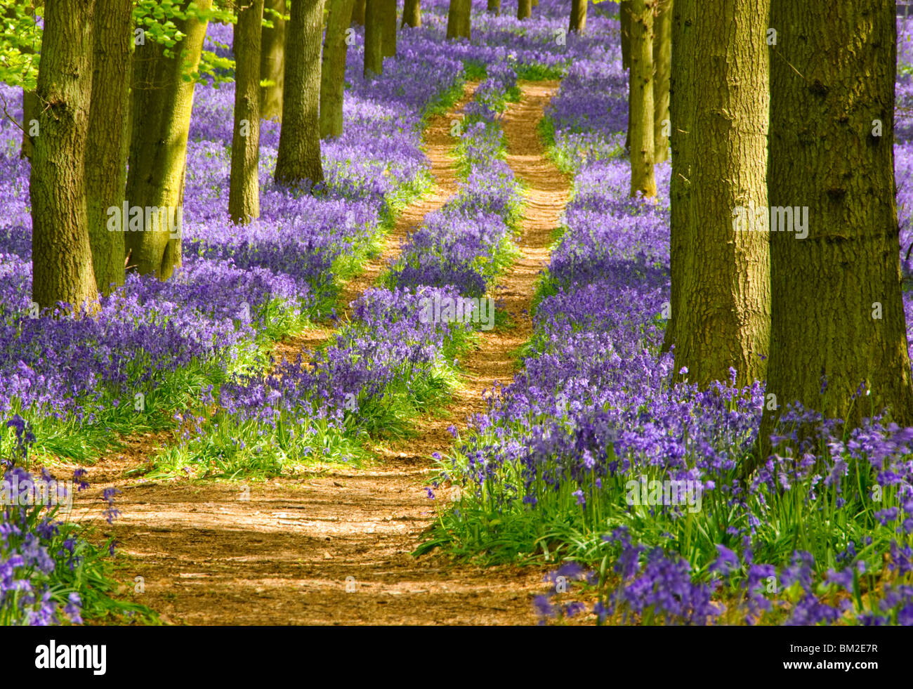 Bluebells in Ashridge Estate Stock Photo - Alamy