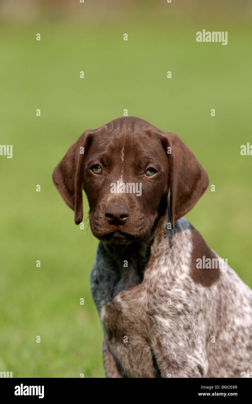 deutsch kurzhaar puppies for sale