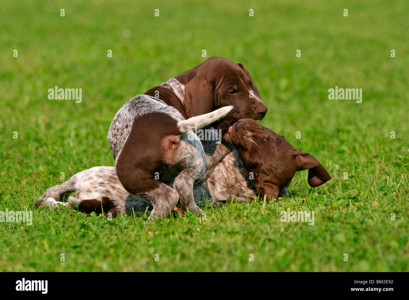 Deutsch Kurzhaar Welpen/ German Shorthaired Pointer Puppies Stock Photo