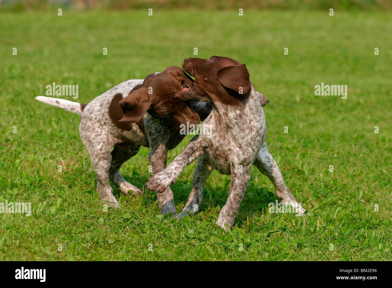 Deutsch Kurzhaar Welpen/ German Shorthaired Pointer Puppies Stock Photo