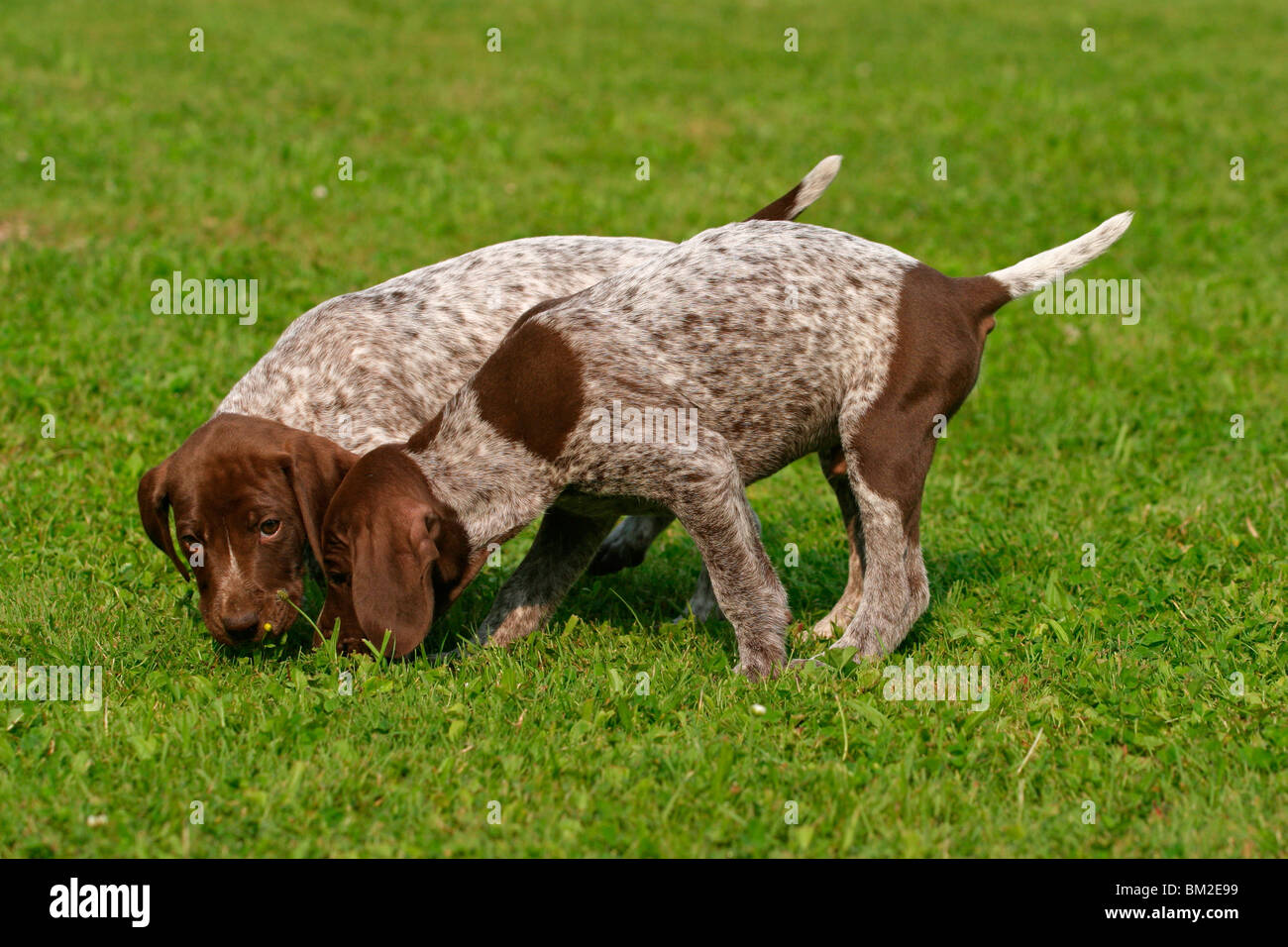 Deutsch Kurzhaar Welpen/ German Shorthaired Pointer Puppies Stock Photo