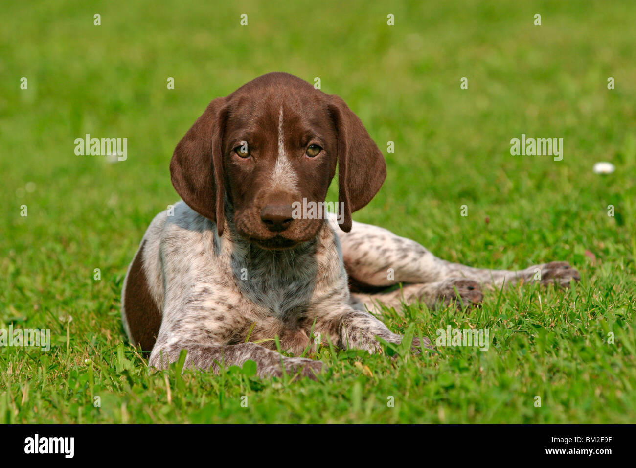 Deutsch Kurzhaar Welpe/ German Shorthaired Pointer Puppy Stock Photo - Alamy