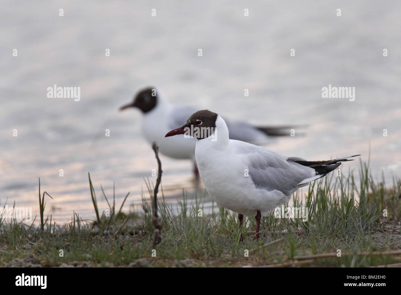 Larus, ridibundus, Lachmöwe, Möwe, Black, headed, Gull Stock Photo