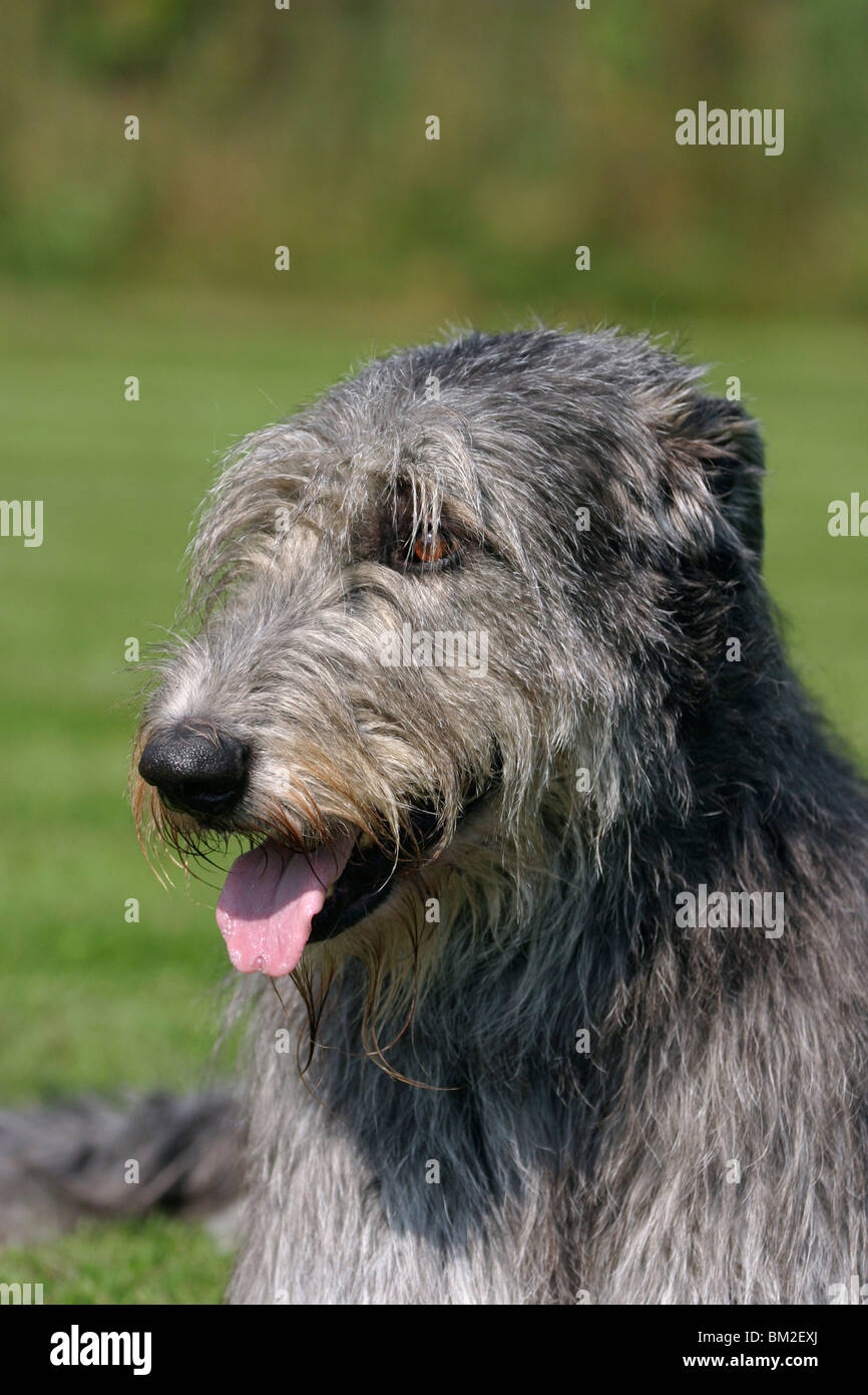 Irischer Wolfshund / Irish Wolfhound Portrait Stock Photo