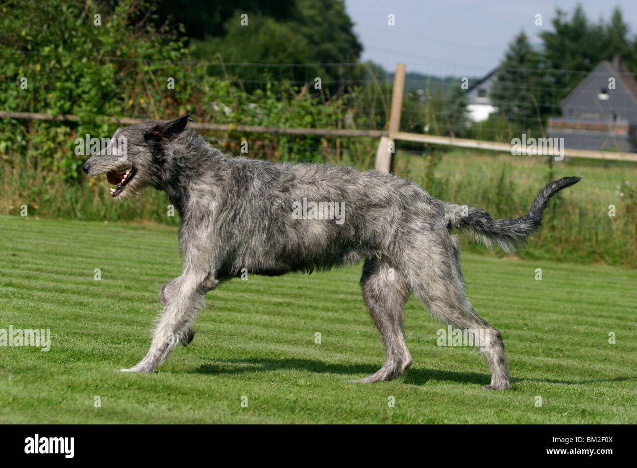 Irischer Wolfshund in Bewegung / Irish Wolfhound in action Stock Photo -  Alamy