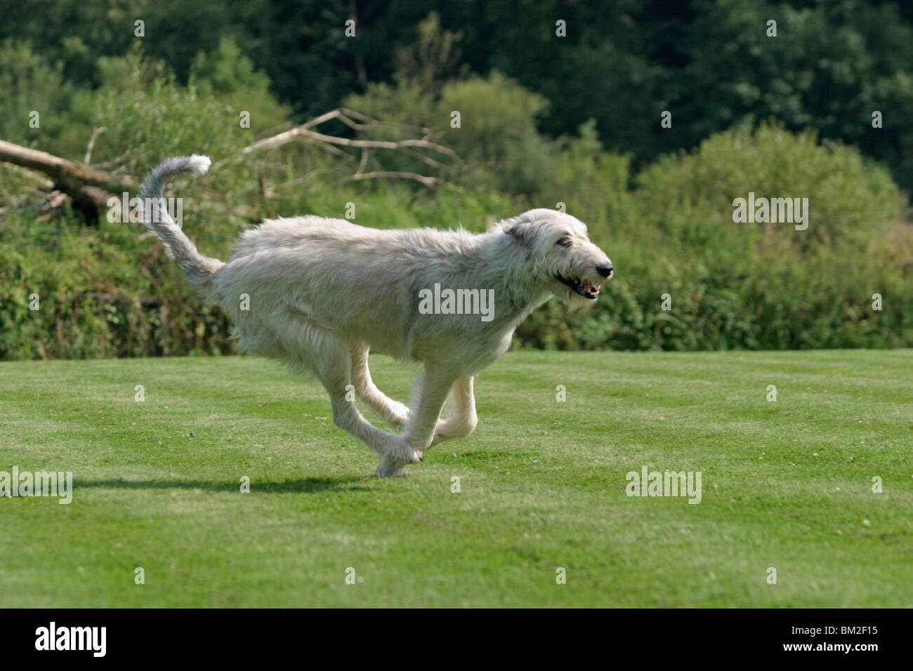 Irish wolfhound store in action