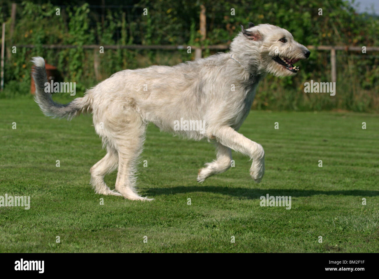 Irish wolfhound store in action