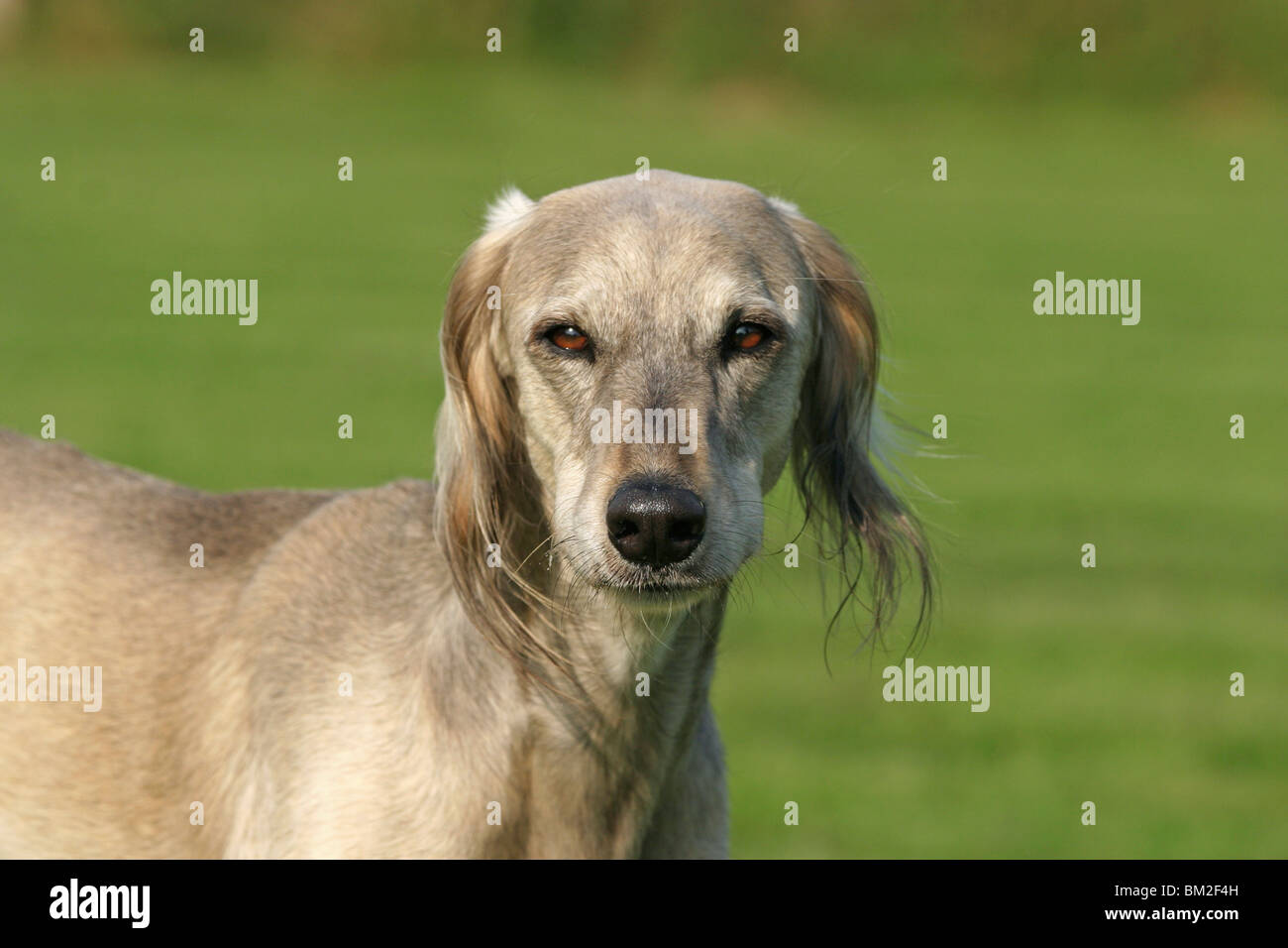 Saluki Portrait Stock Photo